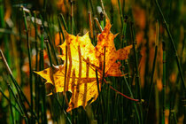 Im Herbstlicht